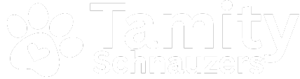 Tamity Schnauzers